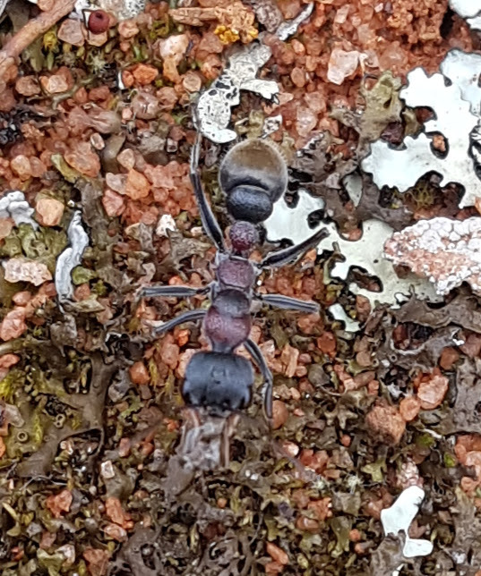 Myrmecia harderi