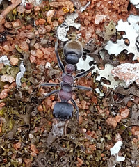 Myrmecia harderi