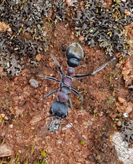 Myrmecia harderi
