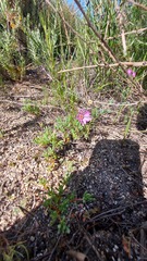 Lampranthus peacockiae