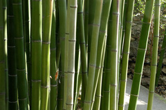 Phyllostachys bambusoides