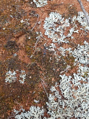 Myrmecia harderi