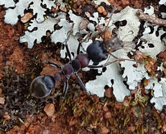 Myrmecia harderi
