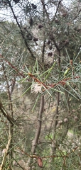 Hakea sericea