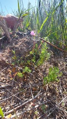 Lampranthus peacockiae