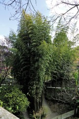 Phyllostachys bambusoides