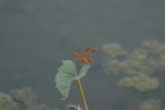 Brachythemis contaminata