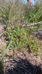 Lampranthus peacockiae