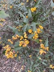 Podolobium ilicifolium