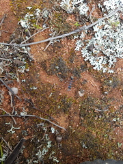 Myrmecia harderi