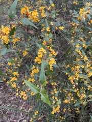 Podolobium ilicifolium