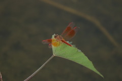 Brachythemis contaminata