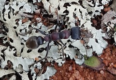 Myrmecia harderi