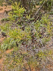 Acacia oswaldii