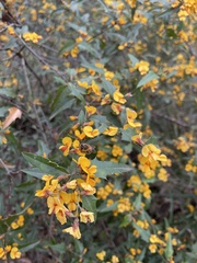 Podolobium ilicifolium