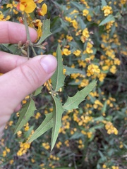 Podolobium ilicifolium