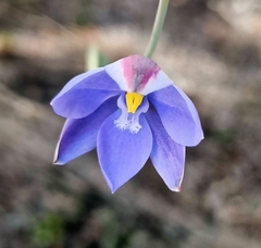 Thelymitra cornicina