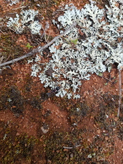 Myrmecia harderi