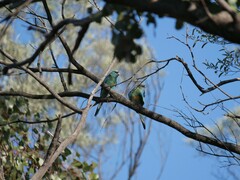 Barnardius zonarius barnardi