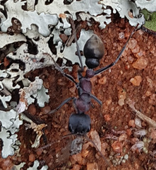 Myrmecia harderi