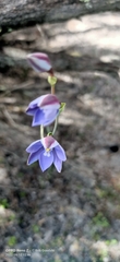 Thelymitra cornicina