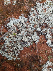 Myrmecia harderi