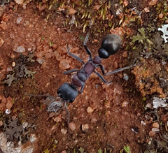 Myrmecia harderi