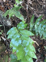 Asplenium oblongifolium