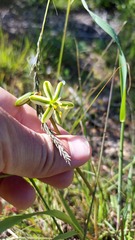 Albuca suaveolens