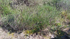 Struthiola ciliata