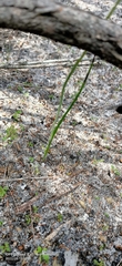 Thelymitra cornicina