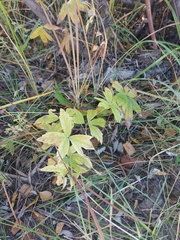Anemonastrum dichotomum