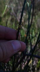 Struthiola ciliata