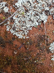 Myrmecia harderi