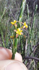 Struthiola ciliata