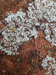 Myrmecia harderi