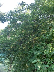 Prunus armeniaca