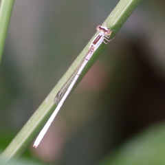 Agriocnemis argentea