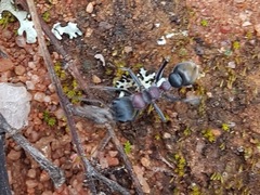 Myrmecia harderi