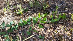 Cissampelos capensis
