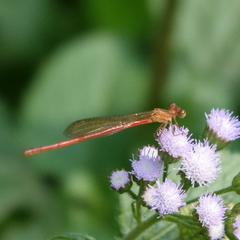 Argiocnemis rubescens