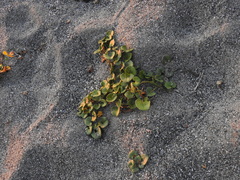 Calystegia soldanella