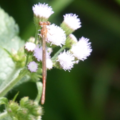 Argiocnemis rubescens