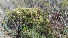 Leucadendron lanigerum lanigerum