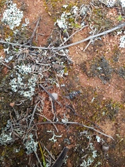 Myrmecia harderi