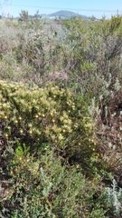 Leucadendron lanigerum lanigerum