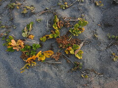 Glehnia littoralis