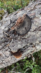 Ischnoderma benzoinum