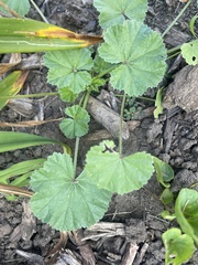 Malva