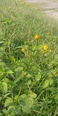 Bidens pilosa pilosa
